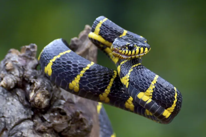 Framed Print : Boiga snake dendrophilia in defensive mode