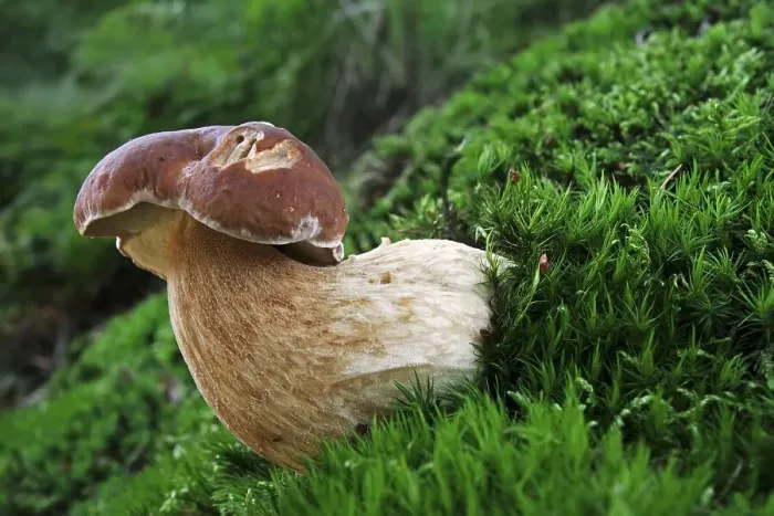 Framed Print : (Boletus edulis), Boletus, Cep bun