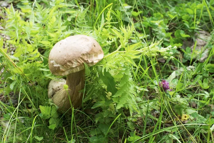 Framed Print : Boletus mushroom in the forest. Green plants