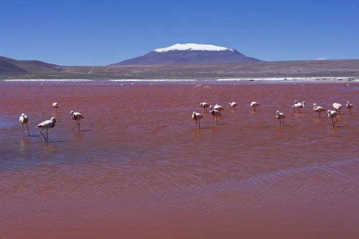 Framed Print : Bolivia, Laguna Colorada Framed Print : Bolivia, Laguna Colorada