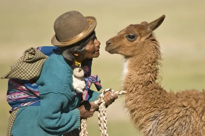 Framed Print : Bolivian woman training a young llama (Lama glama)