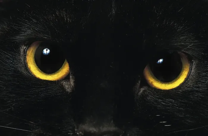 Framed Print : Bombay house cat, close-up of eyes w