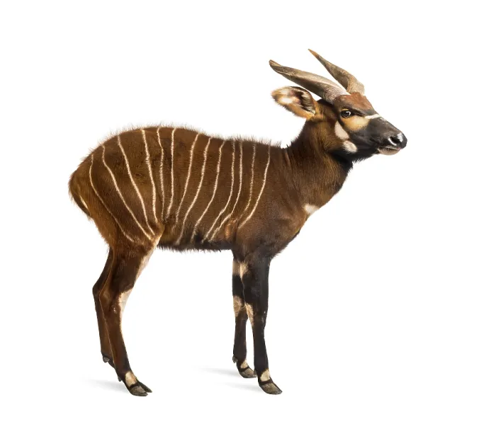 Framed Print : Bongo, antelope, Tragelaphus eurycerus standing against white background Framed Print : Bongo, antelope, Tragelaphus eurycerus standing against white background