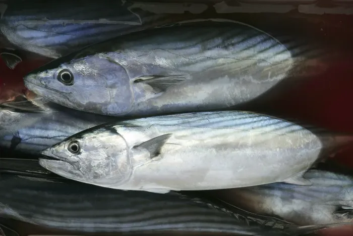 Framed Print : Bonito, skipjack tuna, Sarda Sarda on bloody water