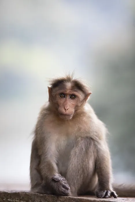 Framed Print : Bonnet macaque (Macaca radiata) Framed Print : Bonnet macaque (Macaca radiata)