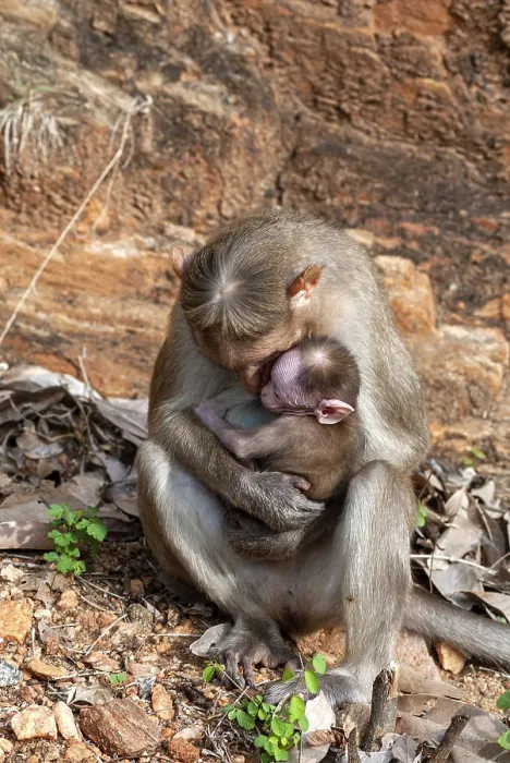 Framed Print : Bonnet Monkey (Macaca radiata) with baby monkey at Alagar Kovil Pazhamudircholai hill near Madurai