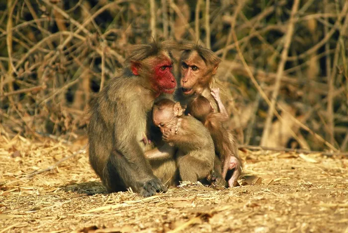 Framed Print : Bonnet monkey Macaca radiata particular specie with red face found in Bandipur Framed Print : Bonnet monkey Macaca radiata particular specie with red face found in Bandipur
