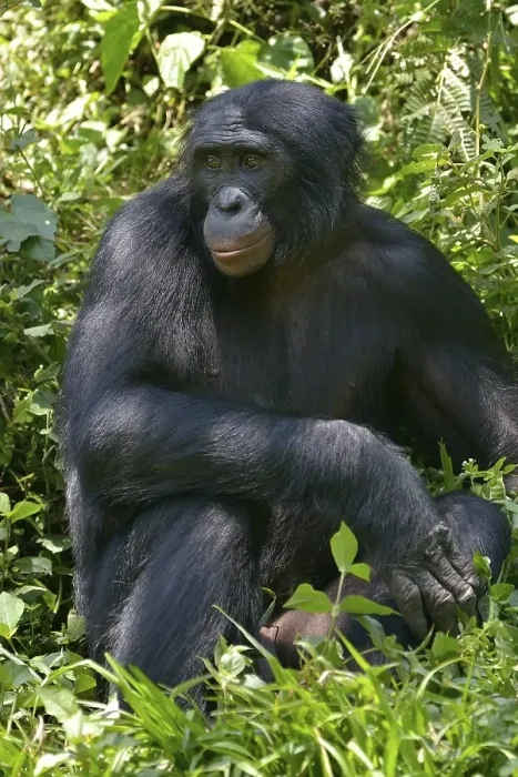 Framed Print : Bonobo (Pan paniscus), Lola ya Bonobo Sanctuary