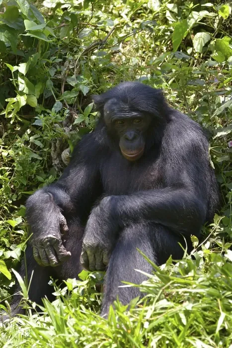 Framed Print : Bonobo (Pan paniscus), Lola ya Bonobo Sanctuary