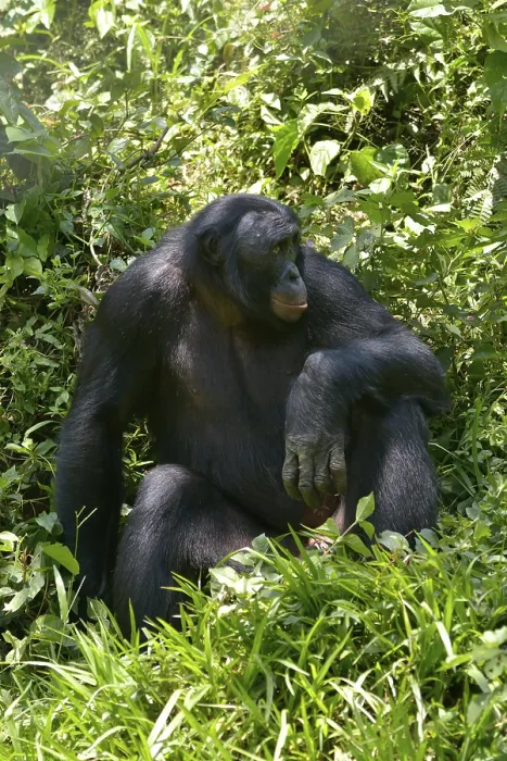 Framed Print : Bonobo (Pan paniscus), Lola ya Bonobo Sanctuary