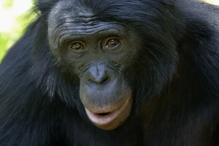 Framed Print : Bonobo (Pan paniscus), portrait