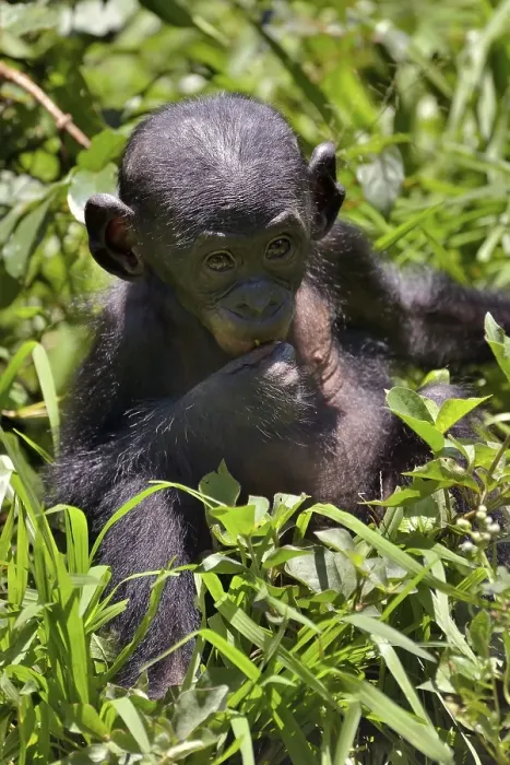 Framed Print : Bonobo (Pan paniscus), young animal Framed Print : Bonobo (Pan paniscus), young animal