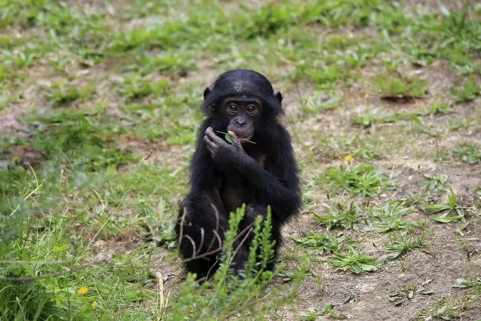 Framed Print : Bonobo, pygmy chimpanzee (Pan Paniscus)