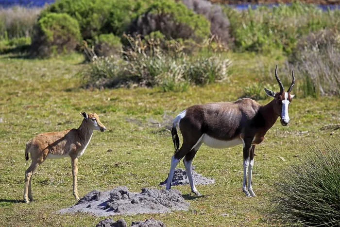 Framed Print : Bontebok (Damaliscus dorcas dorcas)