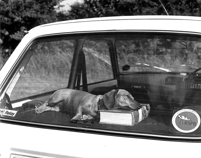 Framed Print : A book as a pillow, Dachshund sleeping on the backseat of a car Framed Print : A book as a pillow, Dachshund sleeping on the backseat of a car
