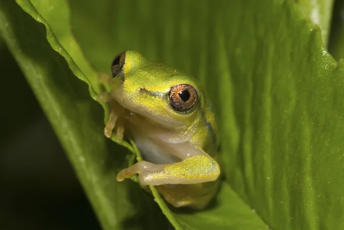 Framed Print : Boophis tephraeomystax (Boophis tephraeomystax) sitting on leaf