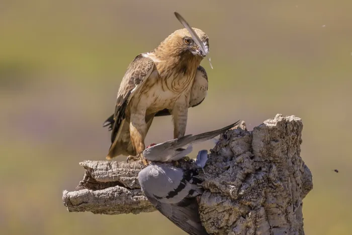 Framed Print : Booted eagle (Aquila pennata), light morph Framed Print : Booted eagle (Aquila pennata), light morph