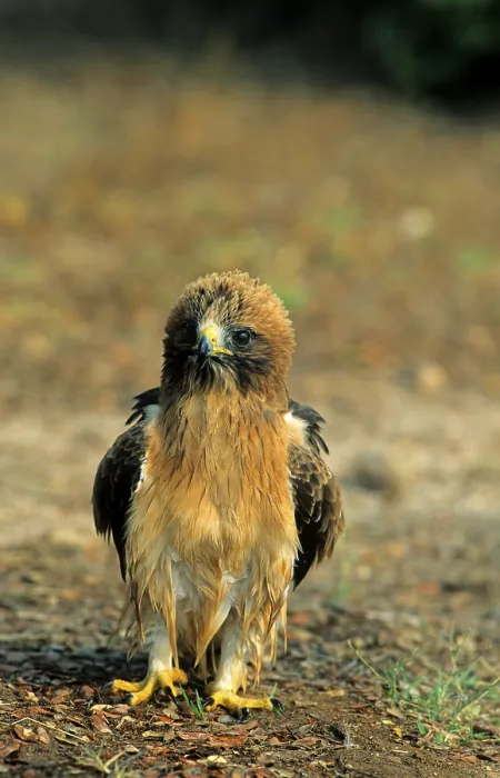 Framed Print : Booted eagle (Hieraaetus pennatus)