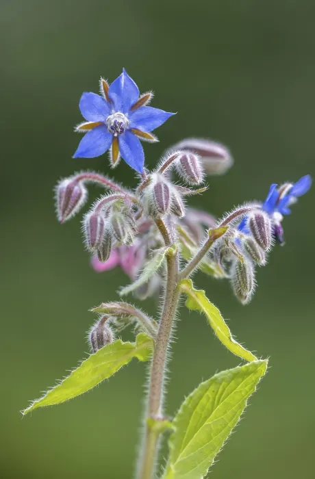 Framed Print : Borage (Borago officinalis), flower, Germany Framed Print : Borage (Borago officinalis), flower, Germany