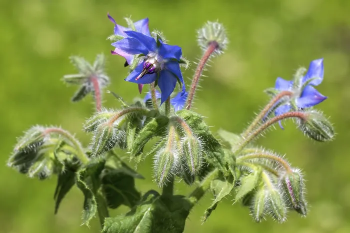 Framed Print : Borage (Borago officinalis), flowering