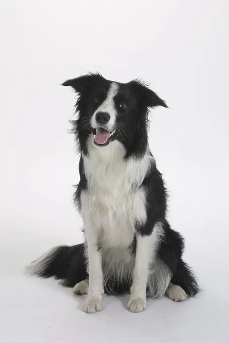 Framed Print : Border Collie