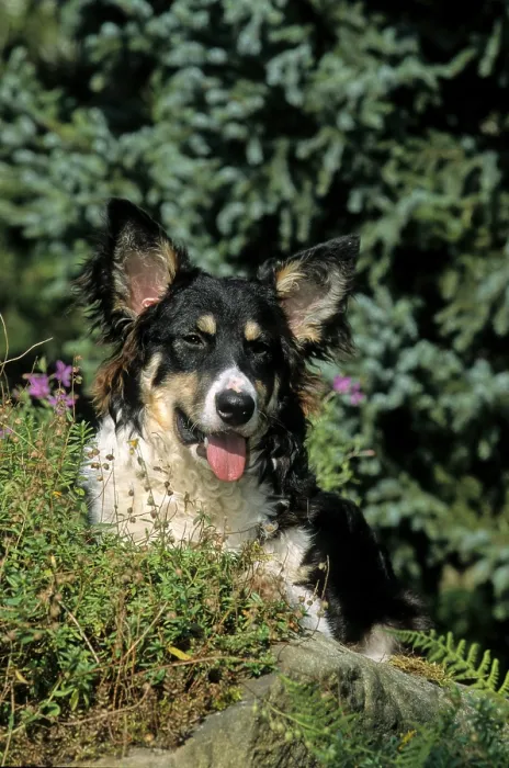 Framed Print : Border Collie Framed Print : Border Collie