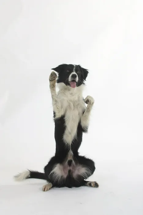 Framed Print : Border Collie
