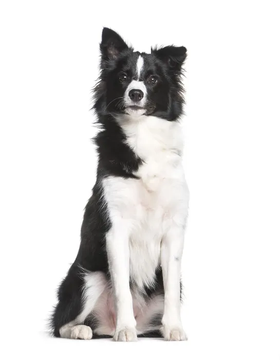 Framed Print : Border Collie, 7 months old, sitting in front of white background Framed Print : Border Collie, 7 months old, sitting in front of white background