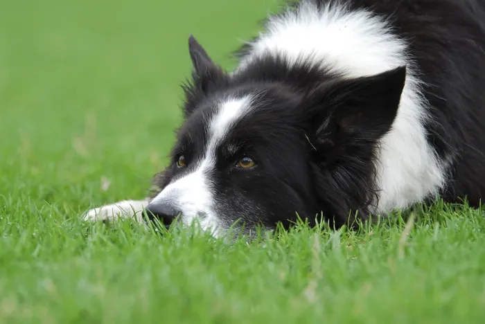 Framed Print : Border collie, bitch, lying in a meadow