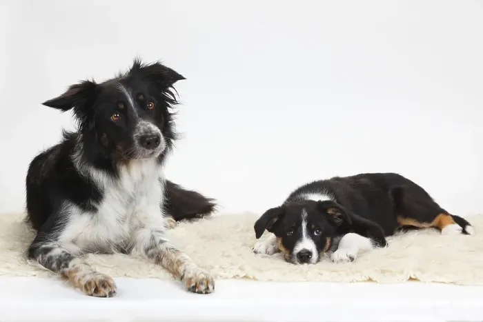 Framed Print : Border Collie, bitch with puppy
