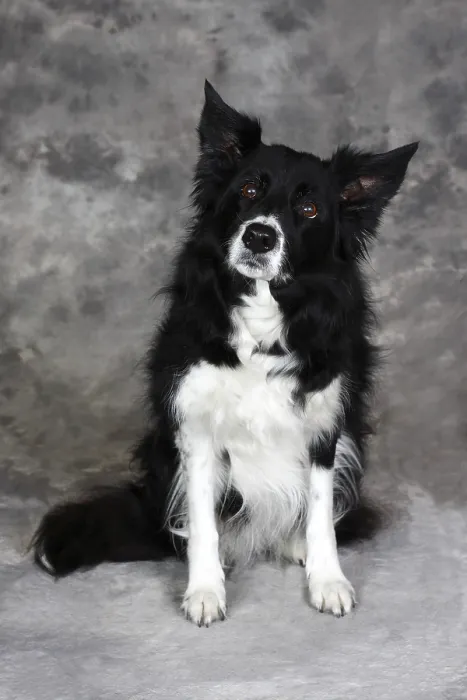 Framed Print : Border Collie (Canis lupus familiaris)