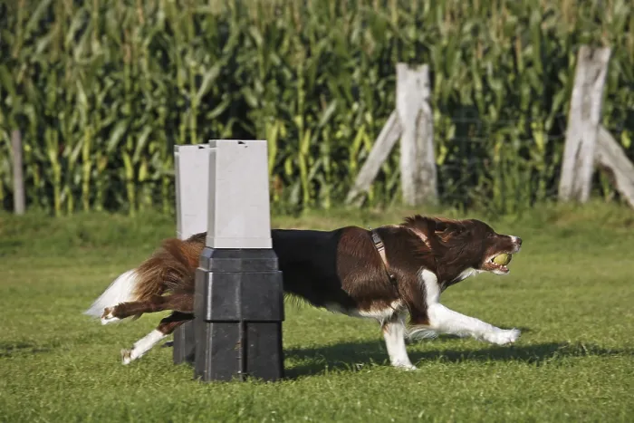 Framed Print : Border Collie (Canis lupus familiaris) jumping over hurdle at obstacle course