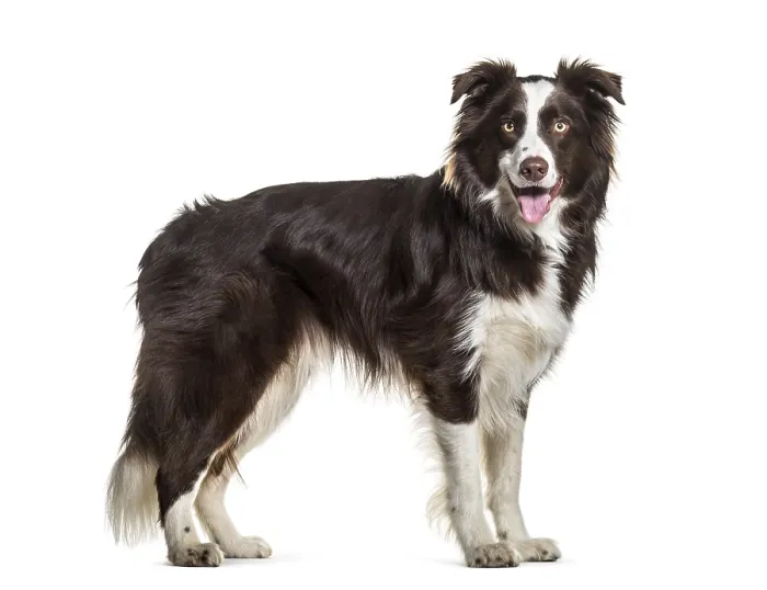 Framed Print : Border Collie dog, 2 years old Framed Print : Border Collie dog, 2 years old