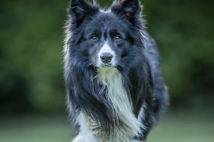 Framed Print : Border Collie dog starring at the camera Framed Print : Border Collie dog starring at the camera