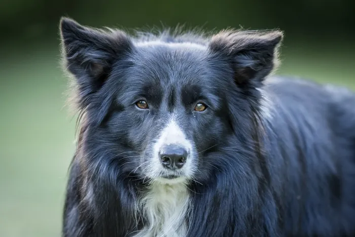 Framed Print : Border Collie dog starring at the camera Framed Print : Border Collie dog starring at the camera