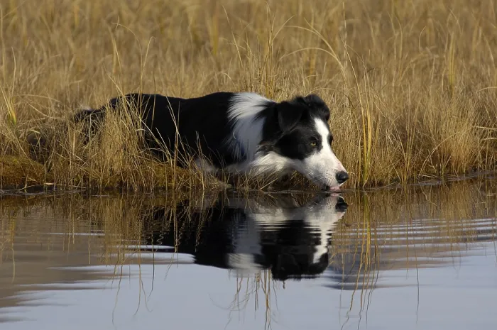 Framed Print : Border collie drinking, being reflected in a lake