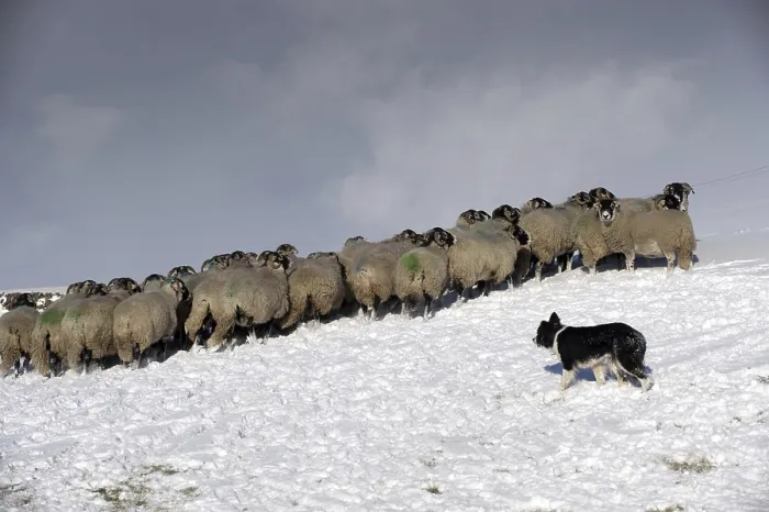 Framed Print : Border Collie herding sheep, England Framed Print : Border Collie herding sheep, England