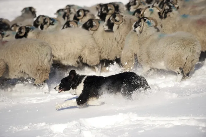 Framed Print : Border Collie herding sheep, England Framed Print : Border Collie herding sheep, England