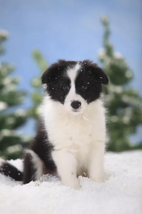 Framed Print : Border Collie, puppy, 11 weeks