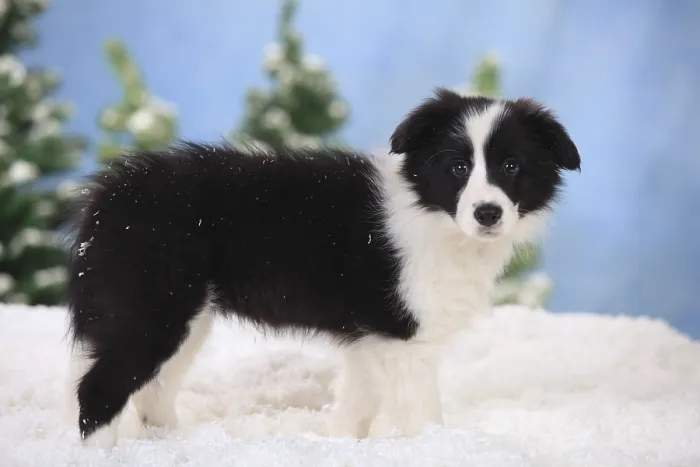 Framed Print : Border Collie, puppy, 11 weeks