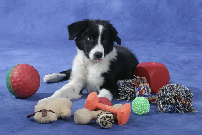 Framed Print : Border collie, puppy, 4 months, with various toys