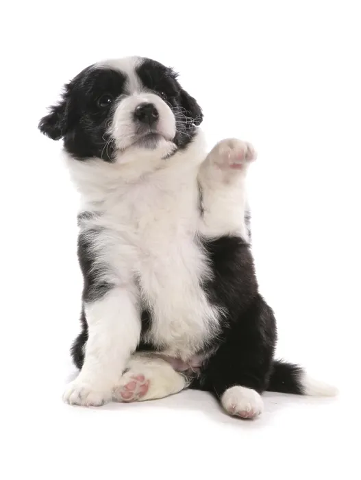 Framed Print : Border collie, puppy, paw raised