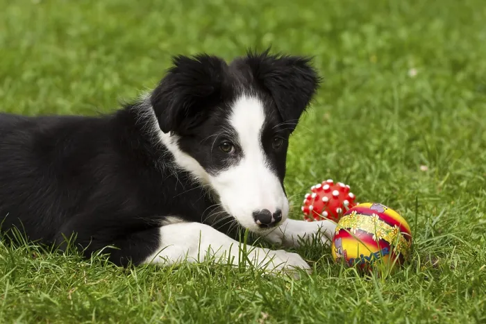 Framed Print : Border Collie, puppy, playing with ball on grass Framed Print : Border Collie, puppy, playing with ball on grass
