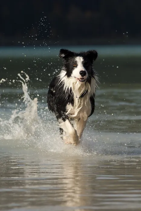Framed Print : Border collie running in the water Framed Print : Border collie running in the water