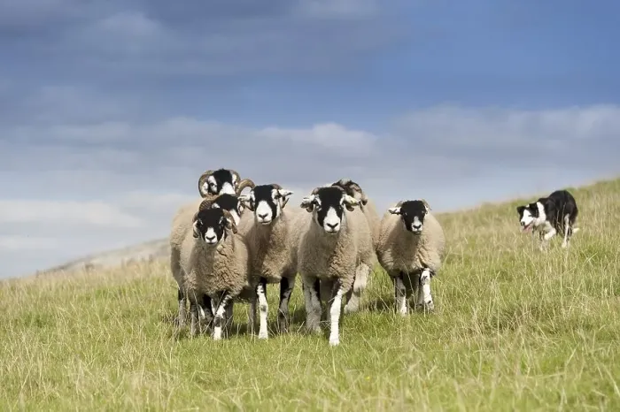 Framed Print : Border collie sheepdog working a flock of swaledale sheep in an upland pasture Framed Print : Border collie sheepdog working a flock of swaledale sheep in an upland pasture