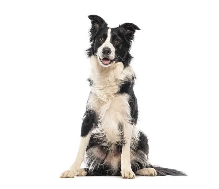 Framed Print : Border collie sitting and panting