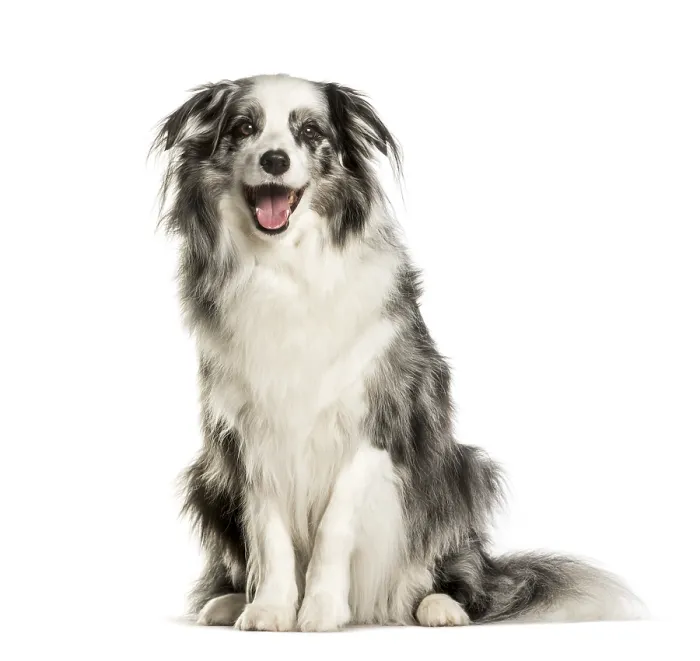 Framed Print : Border Collie sitting against white background Framed Print : Border Collie sitting against white background