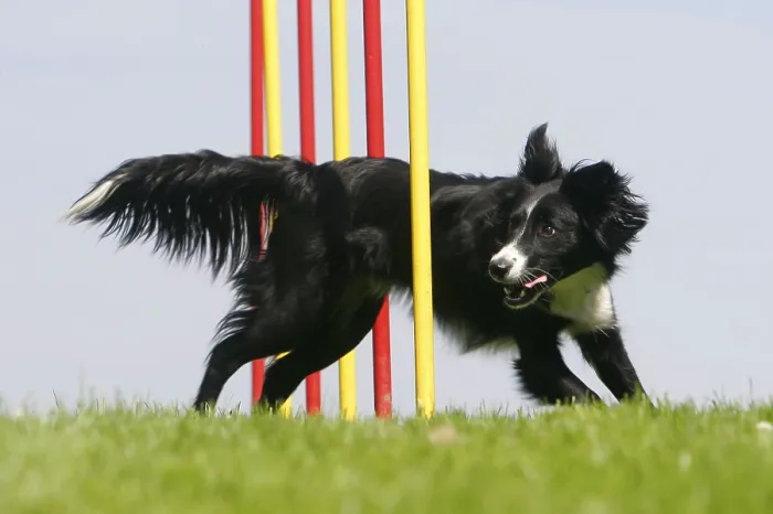 Framed Print : Border Collie Weaving, Agility, Slalom