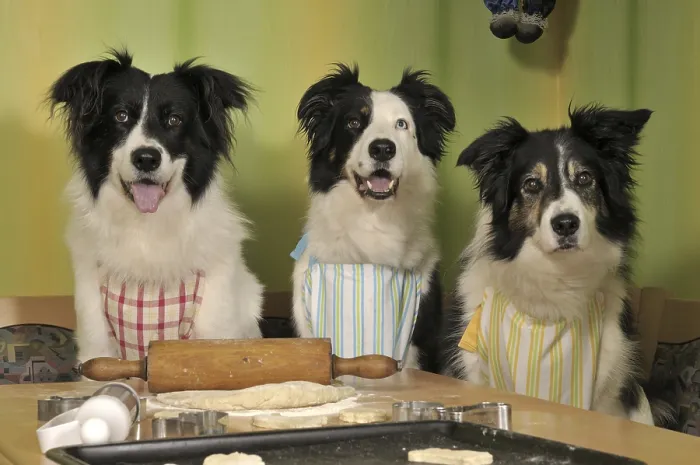 Framed Print : Three Border Collies making biscuits Framed Print : Three Border Collies making biscuits