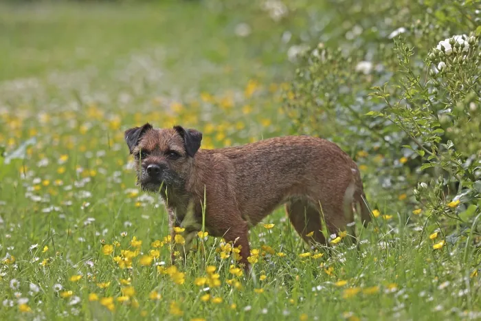 Framed Print : Border Terrier Framed Print : Border Terrier